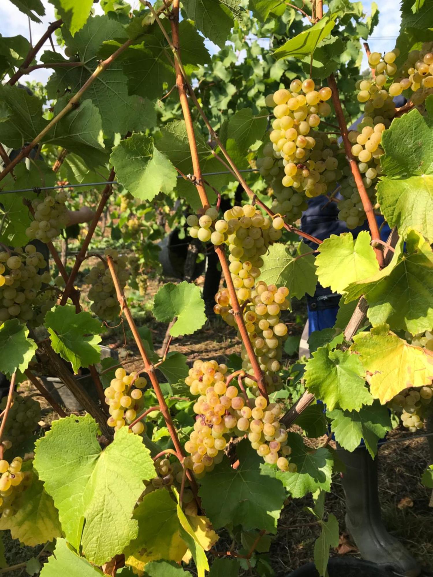 Gaestehaus Und Weingut Bernd Frieden 니텔 외부 사진