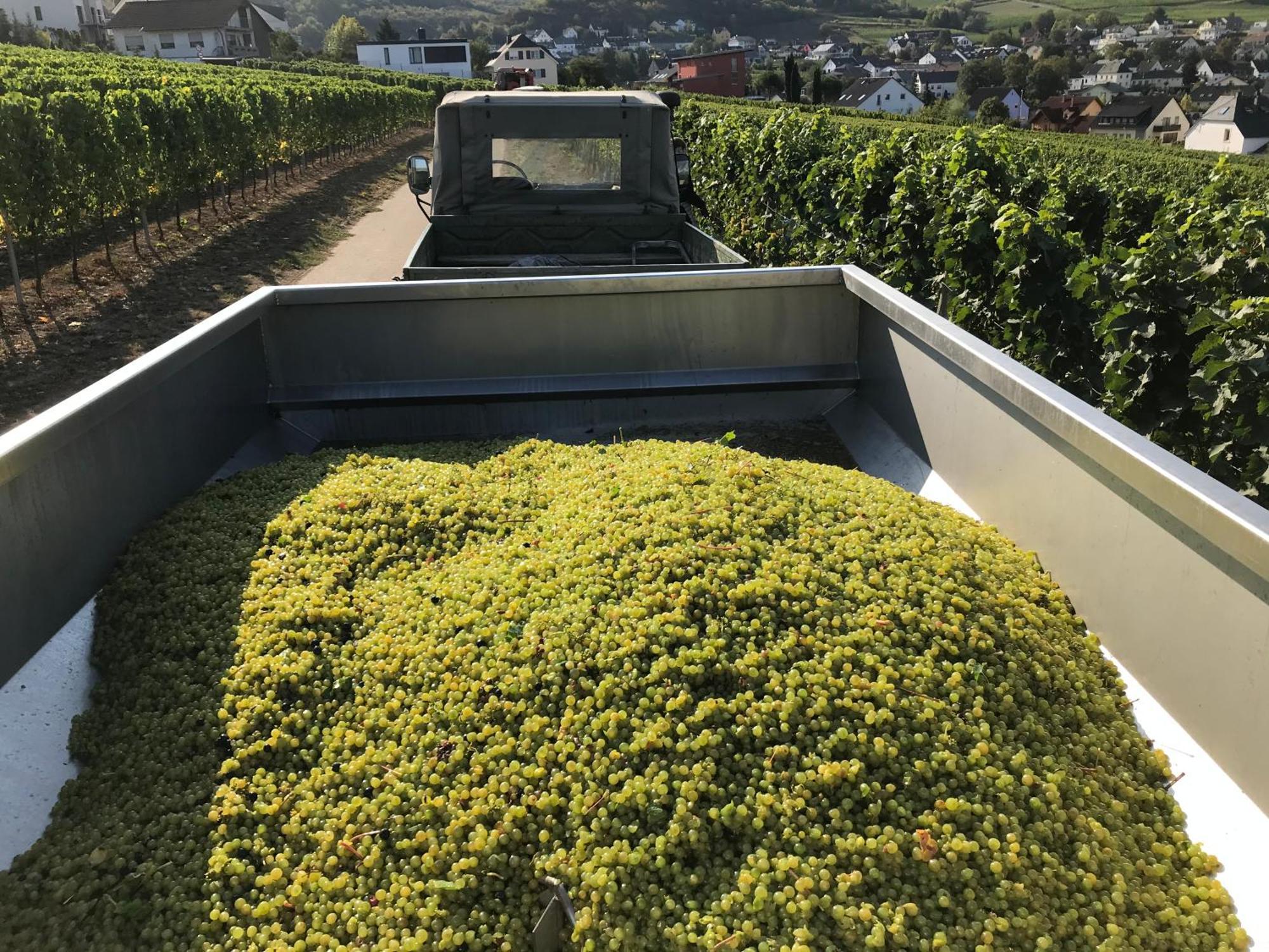 Gaestehaus Und Weingut Bernd Frieden 니텔 외부 사진