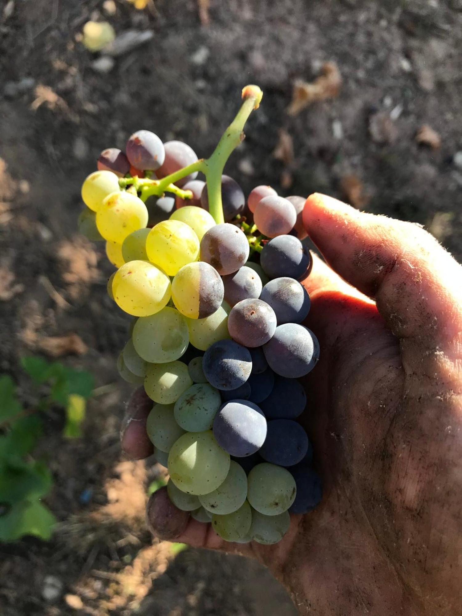 Gaestehaus Und Weingut Bernd Frieden 니텔 외부 사진