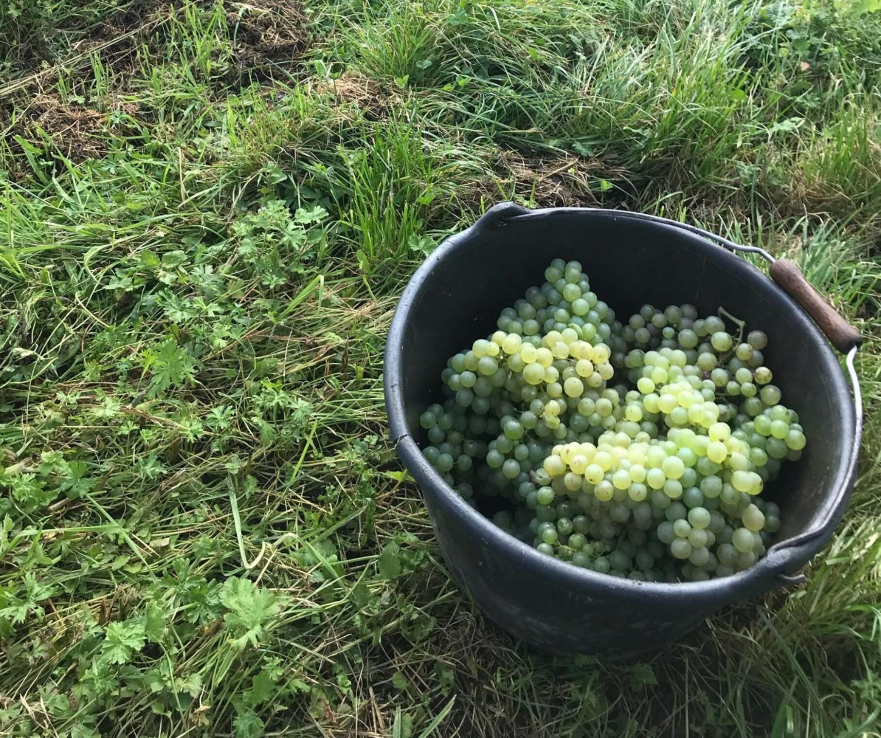 Gaestehaus Und Weingut Bernd Frieden 니텔 외부 사진